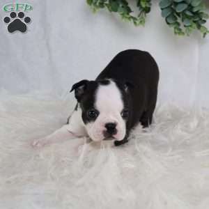 Bella, Boston Terrier Puppy